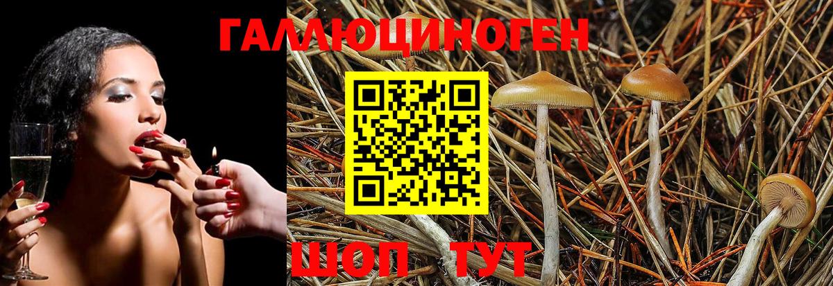 Галлюциногенные грибы Psilocybe Карачаевск